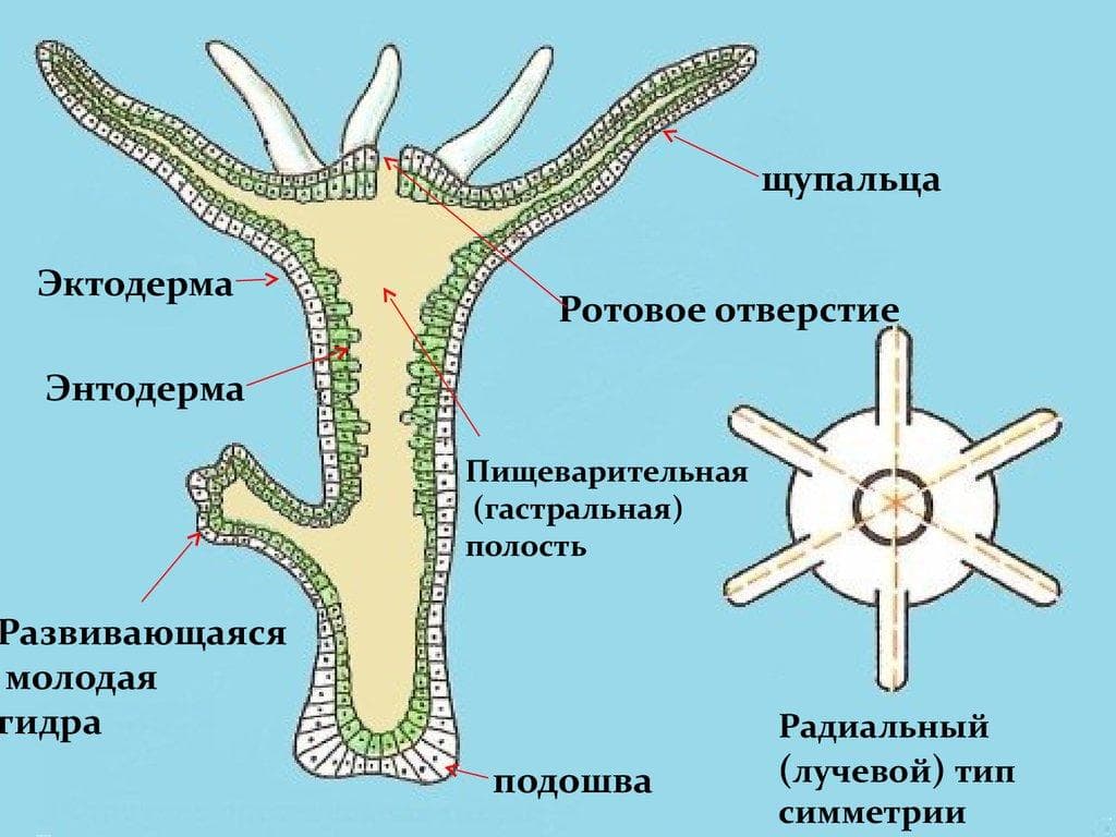 Кракен зеркало onion